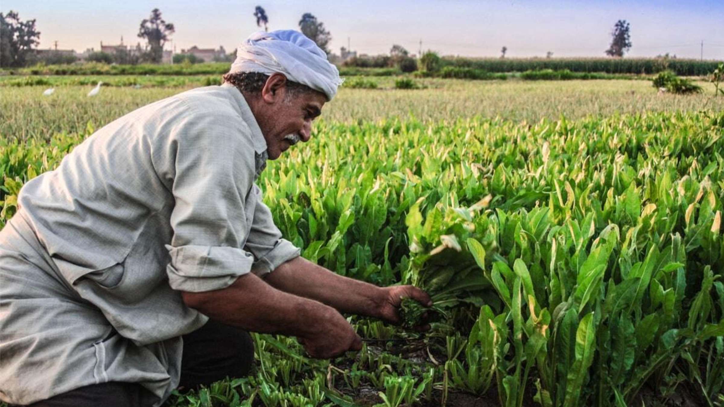 مملوكة لنهر الخير تتعاقد مع الريف المصري على تملك 52 فدان بامتداد غرب المنيا